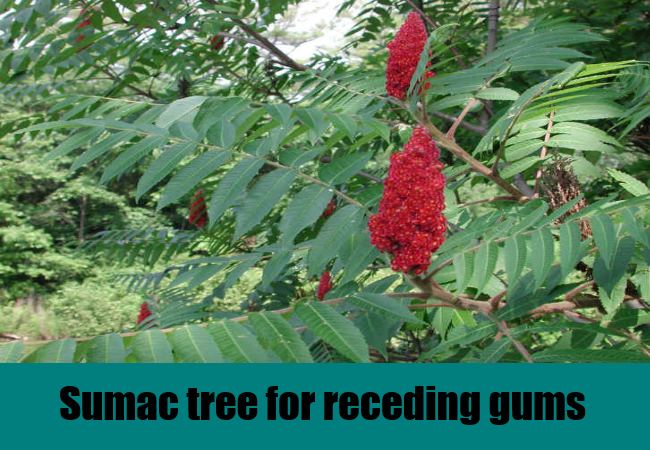 sumac tree | Find Home Remedy & Supplements